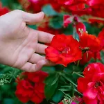 Lantställe Tenuta Delle Rose -