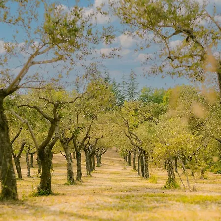 Tenuta Delle Rose - Piane
