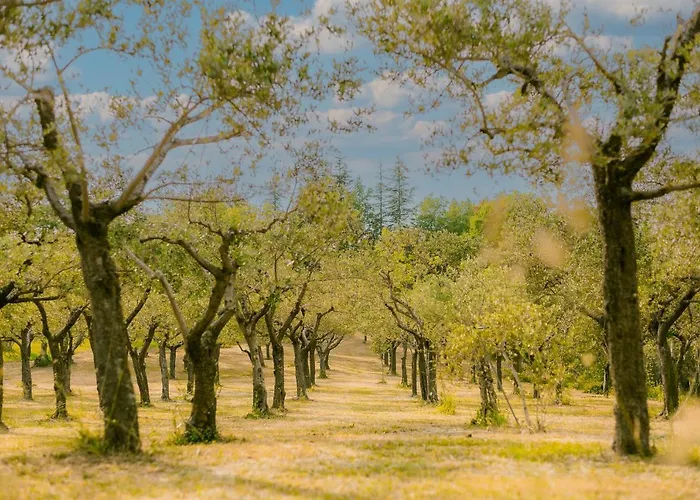 Tenuta Delle Rose - Piane